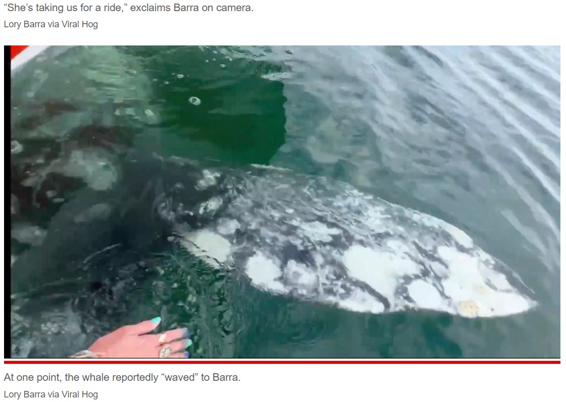 最後は胸ビレを動かし手を振るようにして泳ぎ去ったクジラ（画像は『New York Post　2022年3月14日付「Whale takes boatload of tourists for the ride of their lives」（Lory Barra via Viral Hog）』のスクリーンショット）