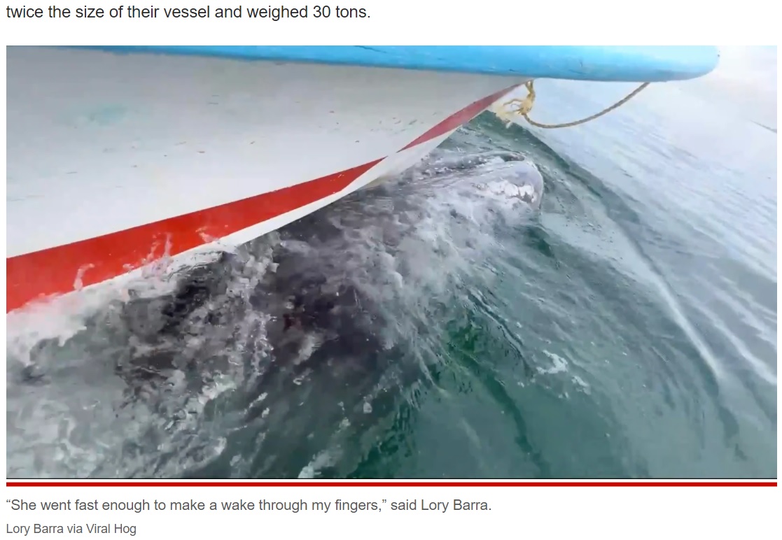 ボートを背に乗せて泳ぎ始めたクジラ（画像は『New York Post　2022年3月14日付「Whale takes boatload of tourists for the ride of their lives」（Lory Barra via Viral Hog）』のスクリーンショット）