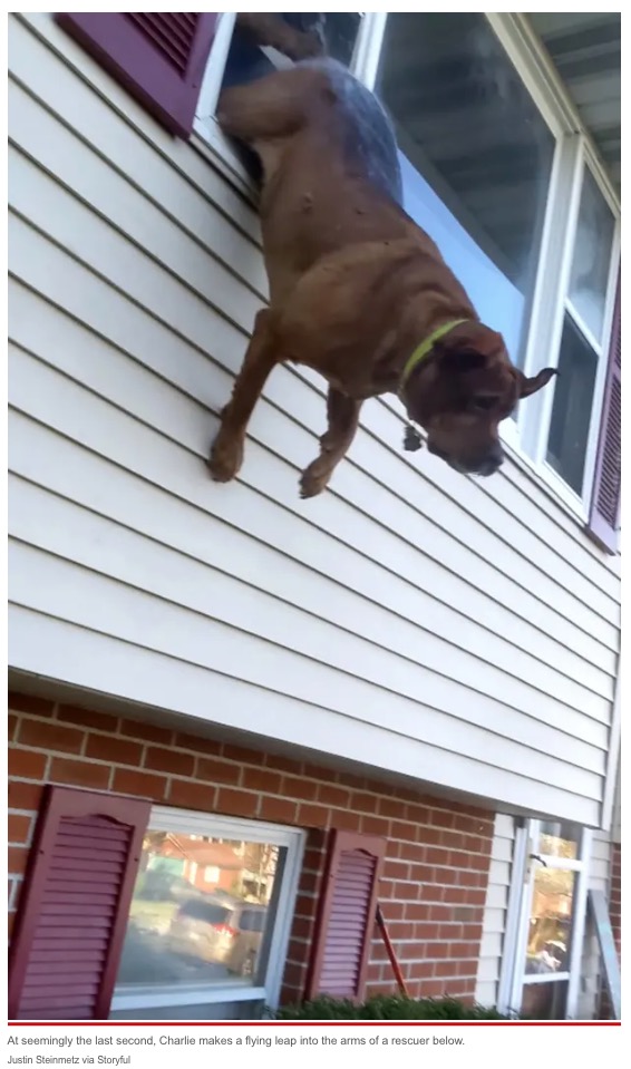 呼びかけに2階の窓から決死のジャンプ（画像は『New York Post　2022年4月29日付「Dog leaps from window to escape burning home in heart-stopping video: ‘Come on, Charlie!’」（Justin Steinmetz via Storyful）』のスクリーンショット）