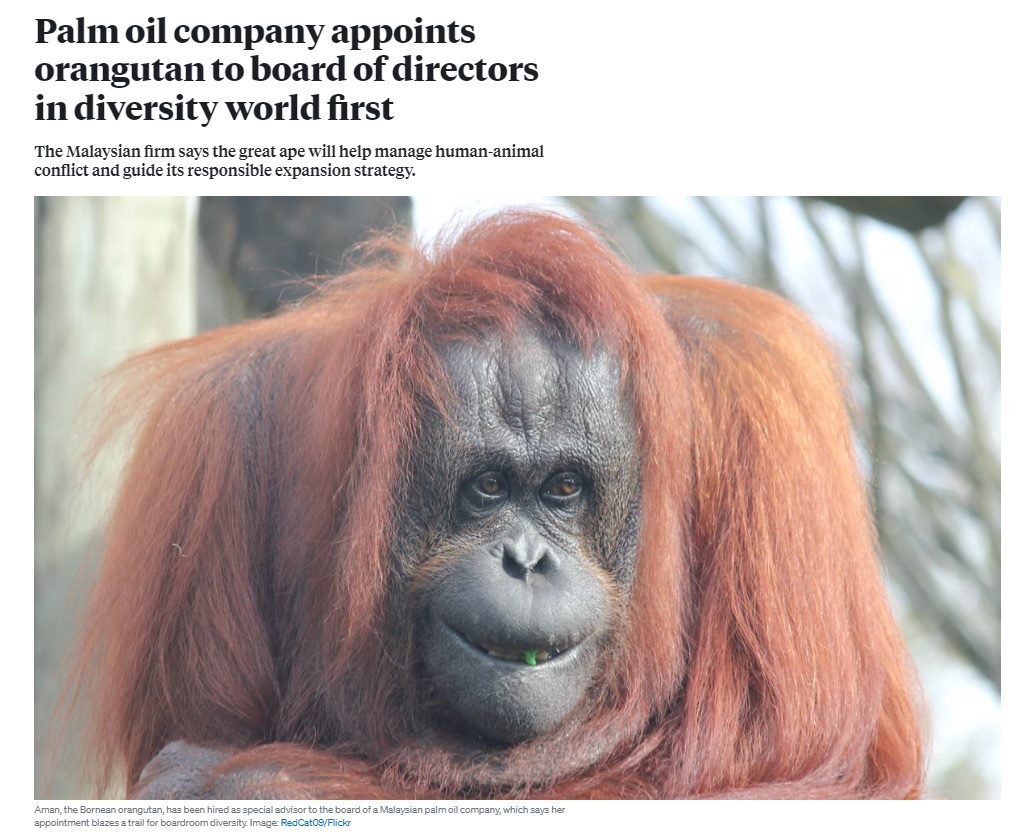 オランウータンが会社取締役に就任（画像は『Eco-Business.com　2022年4月1日付「Palm oil company appoints orangutan to board of directors in diversity world first」（Image: RedCat09/Flickr）』のスクリーンショット）