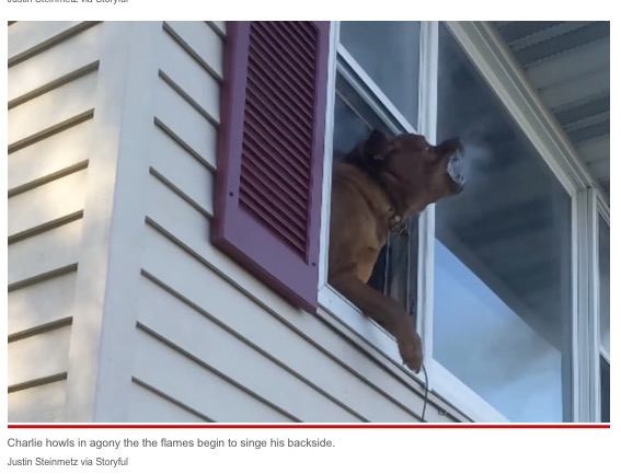 背後から迫り来る炎に苦しむ犬（画像は『New York Post　2022年4月29日付「Dog leaps from window to escape burning home in heart-stopping video: ‘Come on, Charlie!’」（Justin Steinmetz via Storyful）』のスクリーンショット）