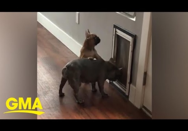 ペットドアの前にいるフレンチブルドッグの母子（画像は『Good Morning America　2022年4月4日公開 YouTube「Old French bulldog shows pup how to use pet door」』のサムネイル）