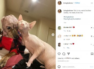 トレイシーさんが飼うネコと仲良しのクリングル（画像は『Kringle　2021年11月29日付Instagram「This is my weird brother Dobby.」』のスクリーンショット）
