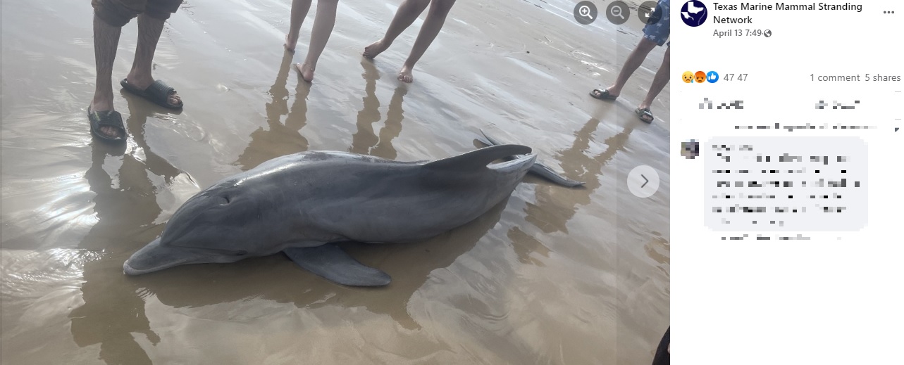 浜辺に打ち上げられたイルカ（画像は『Texas Marine Mammal Stranding Network　2022年4月13日付Facebook「The dolphin in these photos stranded alive on Quintana Beach,」』のスクリーンショット）