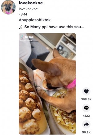 【海外発！Breaking News】料理の写真を“本物”と勘違いして必死に食べようとする子犬が人気（米）＜動画あり＞