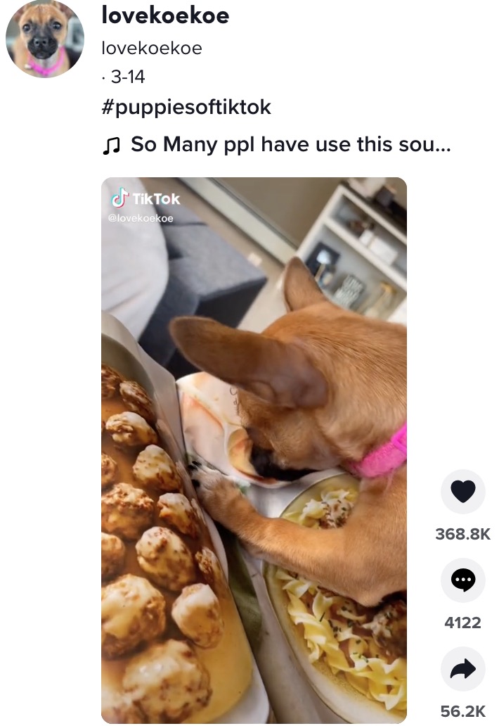 写真の「美味しそう」は子犬でも分かる？（画像は『lovekoekoe　2022年3月14日付TikTok「＃puppiesoftiktok」』のスクリーンショット）