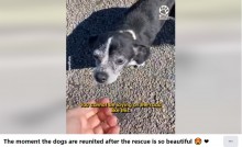 【海外発！Breaking News】事故に遭った親友のそばで助けを待った犬、退院した犬にキス！（米）＜動画あり＞