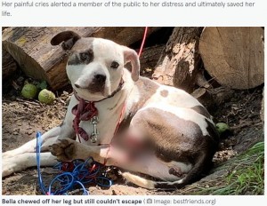 繋がれたロープを解くために脚を噛み続けていたベラ（画像は『The Mirror　2022年4月6日付「Dog who gnawed off own leg to desperately save herself finds forever home」（Image: bestfriends.org）』のスクリーンショット）
