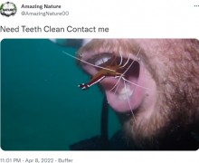 【海外発！Breaking News】ダイバーの歯を海中で掃除するエビ、「いい仕事っぷりだ！」と大注目＜動画あり＞