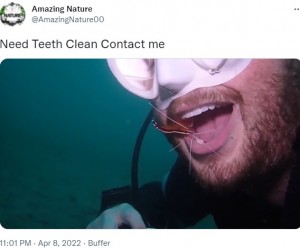 笑顔で余裕の表情を見せるダイバー（画像は『Amazing Nature　2022年4月8日付Twitter「Need Teeth Clean Contact me」』のスクリーンショット）