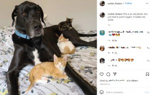 穏やかで優しい性格のコービンと猫たち（画像は『Corbin the Great Dane　2022年2月24日付Instagram「This is an old photo.」』のスクリーンショット）