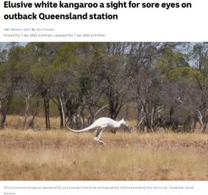 【海外発！Breaking News】草原に現れた“真っ白”なカンガルー　専門家は「アルビノではなく白変種」（豪）