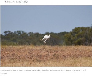 神々しいほどに真っ白な毛並みを持つカンガルー（画像は『ABC News　2022年4月7日付「Elusive white kangaroo a sight for sore eyes on outback Queensland station」（Supplied: Sarah Kinnon）』のスクリーンショット）