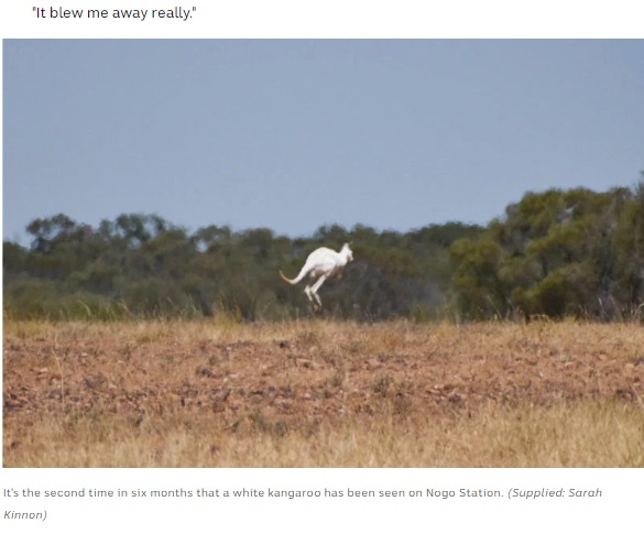 神々しいほどに真っ白な毛並みを持つカンガルー（画像は『ABC News　2022年4月7日付「Elusive white kangaroo a sight for sore eyes on outback Queensland station」（Supplied: Sarah Kinnon）』のスクリーンショット）