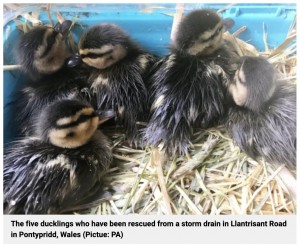 救出された5羽の子ガモ（画像は『Metro　2022年5月7日付「Ducklings rescued from storm drain after officers lure them out with duck noises」（Picture: PA）』のスクリーンショット）