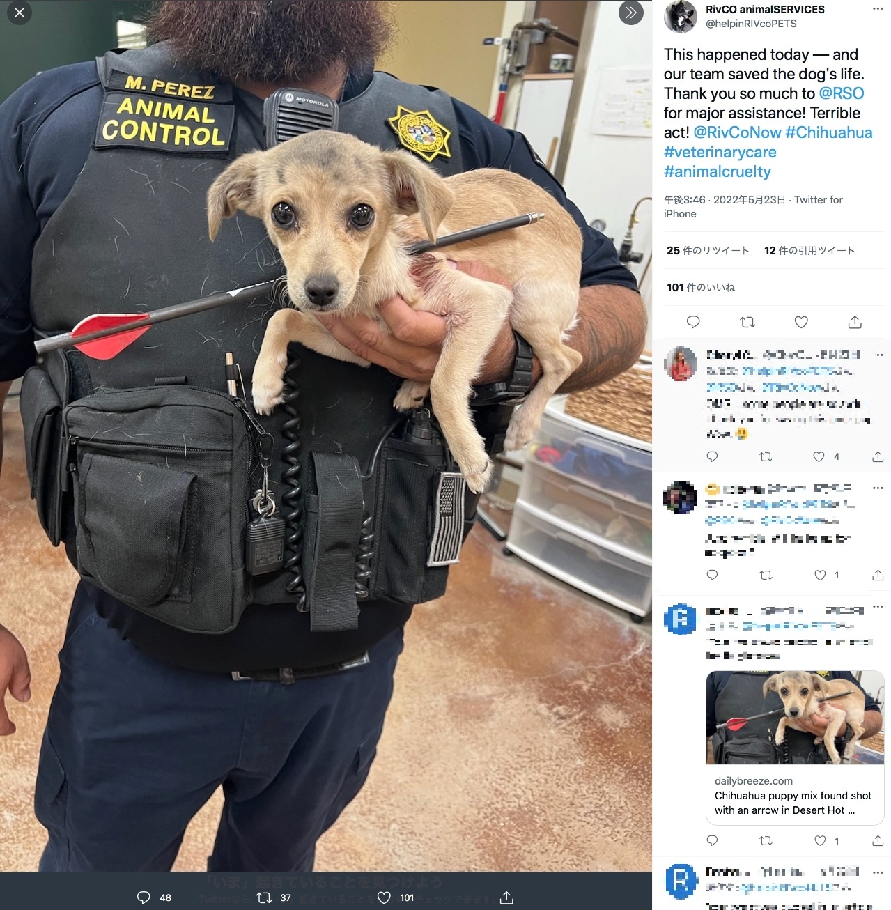 鳴いているところを通行人に発見された子犬（画像は『RivCO animalSERVICES　2022年5月23日付Twitter「This happened today ― and our team saved the dog’s life.」』のスクリーンショット）
