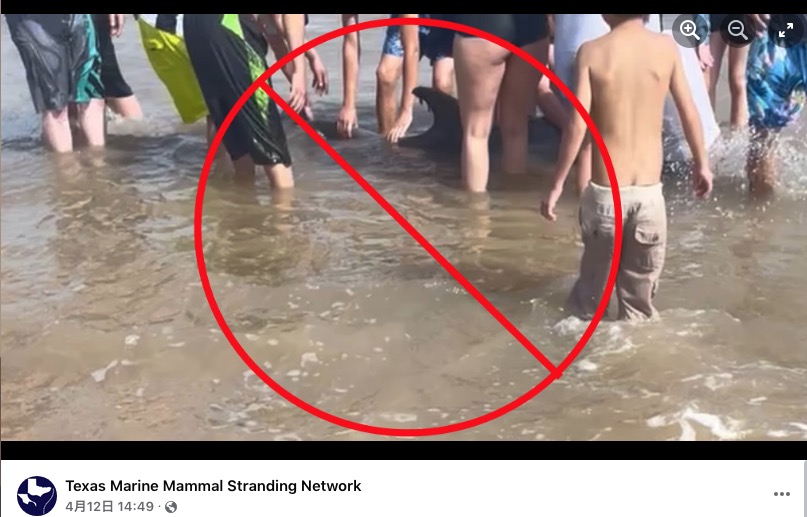 座礁したイルカに群がる海水浴客（画像は『Texas Marine Mammal Stranding Network　2022年4月12日付Facebook「The dolphin in these photos stranded alive on Quintana Beach」』のスクリーンショット）