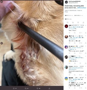 「誰がこんなことを…」と動物管理局（画像は『RivCO animalSERVICES　2022年5月23日付Twitter「Sweet baby, recovering after arrow shot in her….」』のスクリーンショット）