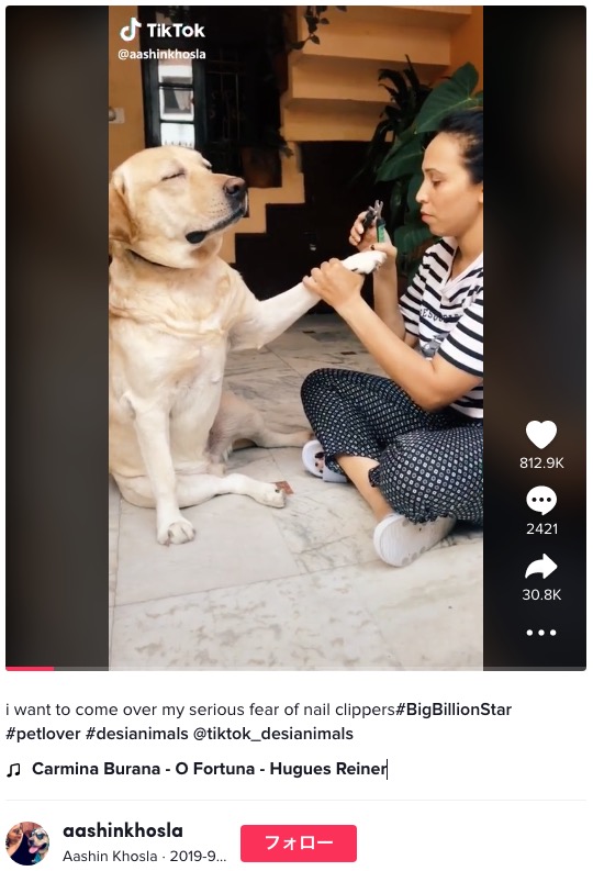 爪切りが嫌いな犬（画像は『Aashin Khosla　2019年9月19日付TikTok「i want to come over my serious fear of nail clippers」』のスクリーンショット）