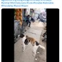 【海外発！Breaking News】犬の助けを借りて店先のお菓子を盗もうとする猿（印）＜動画あり＞