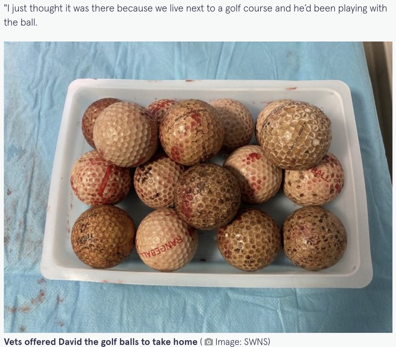 摘出された16個のゴルフボール（画像は『The Mirror　2022年5月9日付「Owner worried after dog stops eating - then finds 16 golf balls in his tummy」（Image: SWNS）』のスクリーンショット）