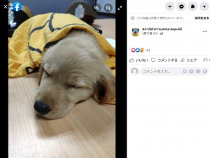 警察署でリラックスして眠る子犬（画像は『สถานีตำรวจนครบาลลุมพินี　2022年5月17日付Facebook「วันนี้ （16 พ.ค.2565） เวลาประมาณ 19.30 น.」』のスクリーンショット）