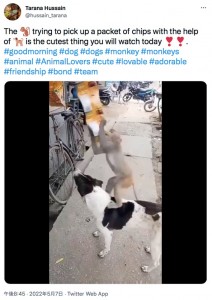 犬の背に乗ってお菓子を盗もうとする猿（画像は『Tarana Hussain　2022年5月7日付Twitter「The monkey trying to pick up a packet of chips with the help of dog is the cutest thing you will watch today」』のスクリーンショット）