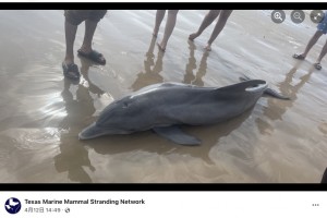 苦しみながら息絶えたイルカ（画像は『Texas Marine Mammal Stranding Network　2022年4月12日付Facebook「The dolphin in these photos stranded alive on Quintana Beach」』のスクリーンショット）