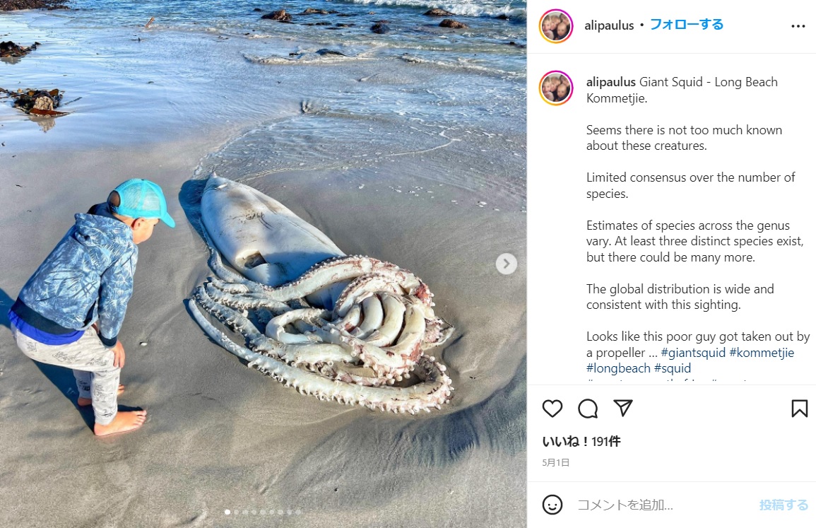 子どもよりはるかに大きな姿のダイオウイカ（画像は『Ali Paulus　2022年4月30日付Instagram「Giant Squid - Long Beach Kommetjie.」』のスクリーンショット）