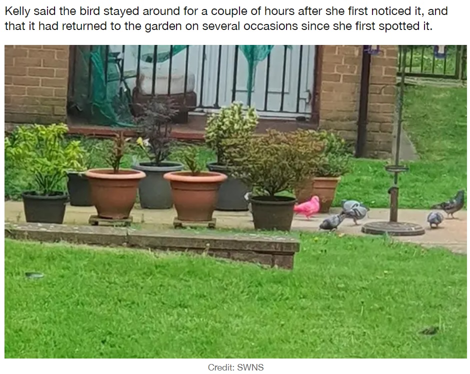 庭に来たハトの中に目を引く1羽が（画像は『LADbible　2022年5月11日付「UK Mum Confused After Spotted ‘Rare’ Bright Pink Pigeon Outside Her House」（Credit: SWNS）』のスクリーンショット）
