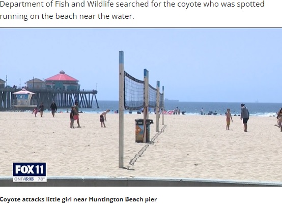 事故が起きたビーチ（画像は『FOX 11 Los Angeles　2022年4月29日付「New video shows moment coyote attacks toddler on Huntington Beach」』のスクリーンショット）