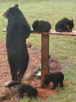 母と庭先に現れた珍しい4つ子のクマ、1年後揃って戻り「まさか！」と驚愕（米）＜動画あり＞