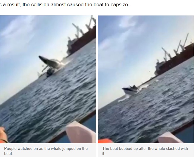 事故後（右）、海面に浮上するボート（画像は『news.com.au　2022年5月17日付「Terrifying moment passengers watch on as whale lands on boat」』のスクリーンショット）