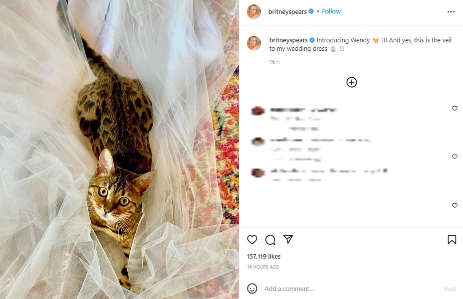 ウエディングベールの上に座る愛猫“ウエンディ”（画像は『Britney Spears　2022年5月8日付Instagram「Introducing Wendy」』のスクリーンショット）