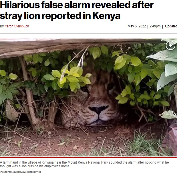垣根に潜むのはライオン？（画像は『New York Post　2022年5月6日付「Hilarious false alarm revealed after stray lion reported in Kenya」（Instagram/＠kenyawildlifeservice）』のスクリーンショット）