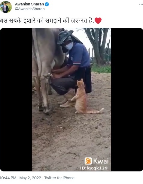搾乳する男性のすぐそばに立つネコ（画像は『Awanish Sharan　2022年5月2日付Twitter「बस सबके इशारे को समझने की ज़रूरत है.」』のスクリーンショット）