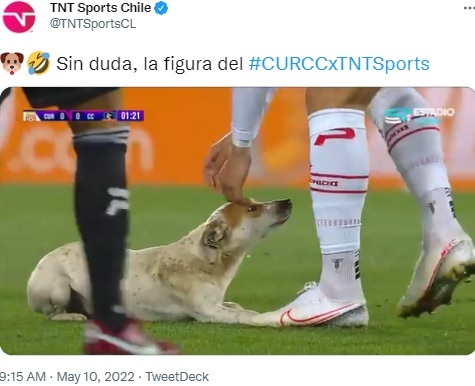 犬を捕まえようとする選手（画像は『TNT Sports Chile　2022年5月10日付Twitter「Sin duda, la figura del」』のスクリーンショット）