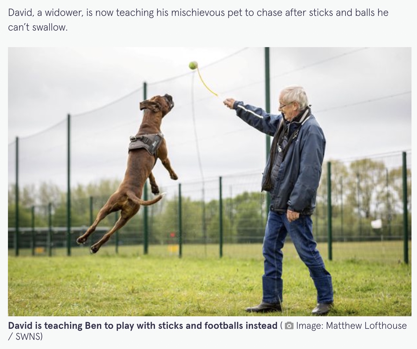 棒にテニスボールをつけたおもちゃで遊ぶベン（画像は『The Mirror　2022年5月9日付「Owner worried after dog stops eating - then finds 16 golf balls in his tummy」（Image: Matthew Lofthouse / SWNS）』のスクリーンショット）