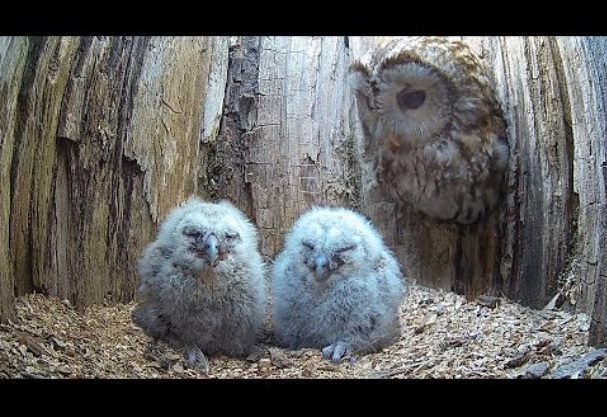 2羽のヒナを見つめるフクロウ（画像は『Robert E Fuller　2022年4月22日公開 YouTube「Tawny Owl Mum Adopts Two Rescue Chicks after her Own Eggs Fail to Hatch」』のサムネイル）