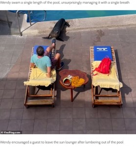 宿泊客の男性に近づくウェンディ（画像は『Masses Media　2022年4月30日付「VIDEO: Wendy the Galapagos sea lion steals a hotel guest’s sun bed」（（c）ViralHog.com）』のスクリーンショット）
