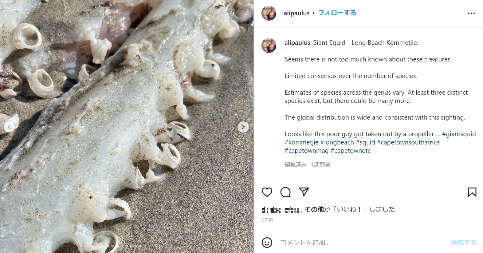 吸盤1つ1つには鋭い歯が並んでいた（画像は『Ali Paulus　2022年4月30日付Instagram「Giant Squid - Long Beach Kommetjie.」』のスクリーンショット）