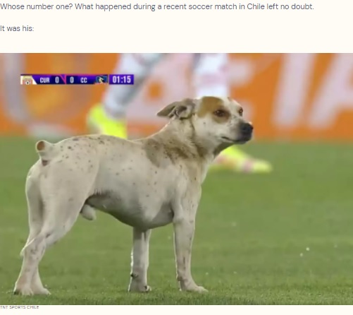 サッカーの試合に乱入した犬（画像は『The Dodo　2022年5月13日付「Dog Interrupts Soccer Game And Forces Everyone To Watch Him Pee」（TNT SPORTS CHILE）』のスクリーンショット）