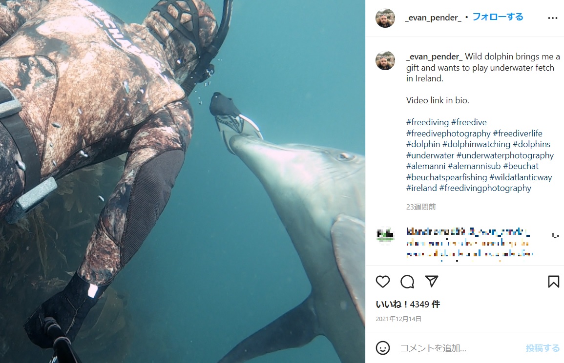静かな海底を野生のイルカと一緒に泳ぐ（画像は『Evan Pender　2021年12月14日付Instagram「Wild dolphin brings me a gift and wants to play underwater fetch in Ireland.」』のスクリーンショット）