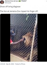 【海外発！Breaking News】ライオンの檻に指を突っ込んだ動物園のガイド、来園客の前で指を噛み切られる（ジャマイカ）