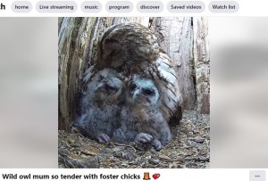 2羽にピタリと寄り添うルナ（画像は『Robert E Fuller　2022年4月26日付Facebook「Wild owl mum so tender with foster chicks」』のスクリーンショット）