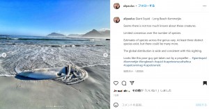 ダイオウイカが打ち上がったという噂は瞬く間に町中に広まった（画像は『Ali Paulus　2022年4月30日付Instagram「Giant Squid - Long Beach Kommetjie.」』のスクリーンショット）