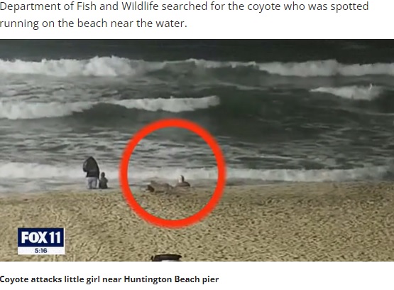 コヨーテに襲われる女児（画像は『FOX 11 Los Angeles　2022年4月29日付「New video shows moment coyote attacks toddler on Huntington Beach」』のスクリーンショット）
