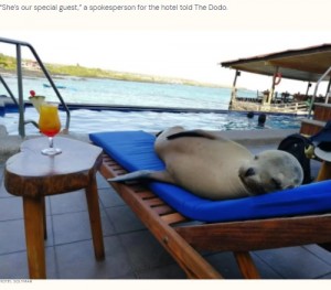VIP待遇の指定席（画像は『The Dodo　2022年4月30日付「Sea Lion Takes A Dip In Hotel Pool - Then Steals Man’s Lounge Chair」（HOTEL SOLYMAR）』のスクリーンショット）