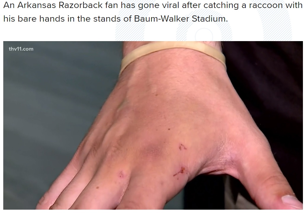 アライグマを掴んでいる間に噛まれてしまい、狂犬病の予防接種を受けることに（画像は『THV11　2022年5月17日付「Razorback fan catches raccoon during Arkansas baseball game」』のスクリーンショット）
