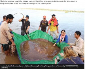 【海外発！Breaking News】180キロの巨大エイ、カンボジア・メコン川で漁師が釣り上げる＜動画あり＞
